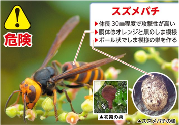 スズメバチ