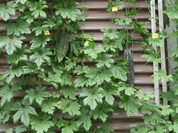 根本さんのゴーヤを使った緑のカーテンの写真