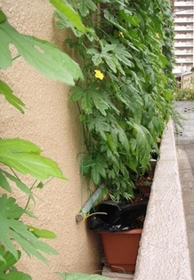 横から見ると、わずか15センチメートル程度のスペースに置かれたブランターで元気に育っていました。