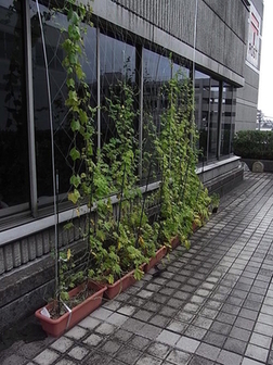 葛飾郵便局の3階に緑のカーテンを設置した写真