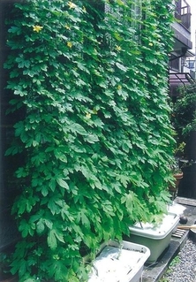 いくつも並んだゴーヤのプランターの上にシートが敷かれている写真