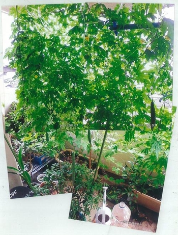 4枚を張り合わせた、ベランダ一面に広がる緑のカーテンを撮影した写真