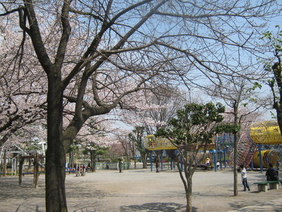 遊具メビウスの輪と桜