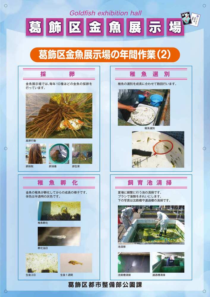 年間作業　採卵等