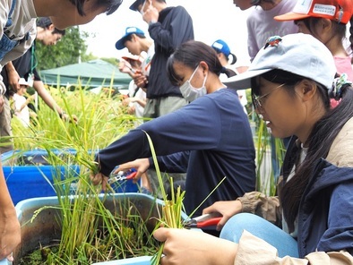 みんなで育てた稲を刈り取るようす