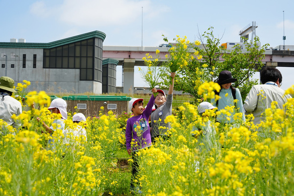写真：菜の花とこどもたち