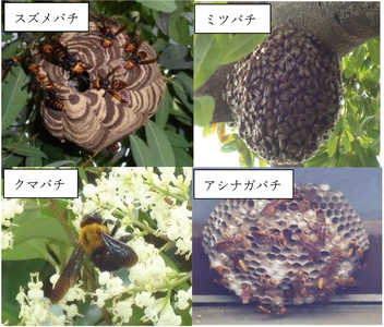 主なハチの種類