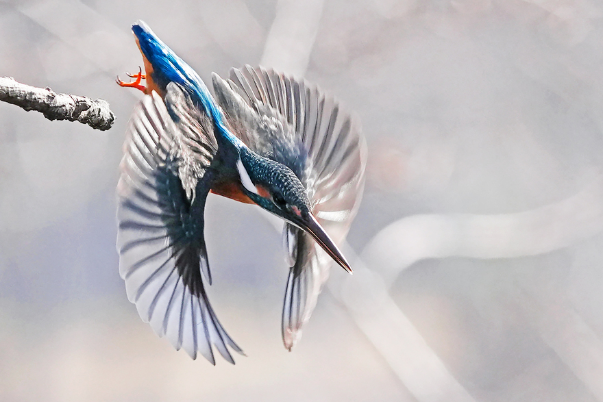 カワセミの写真