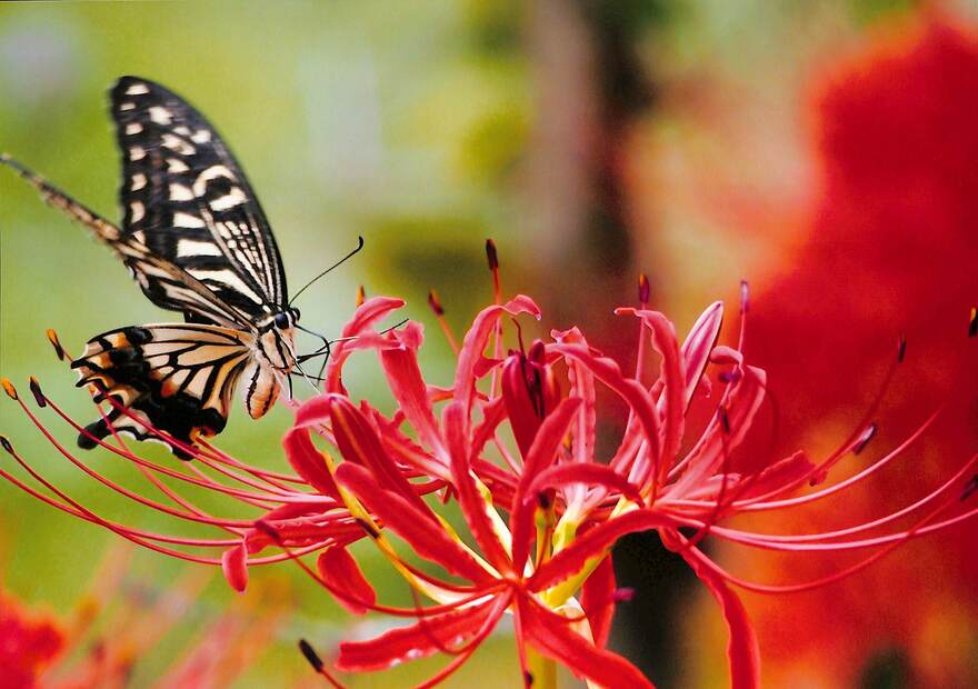 チョウとヒガンバナの写真