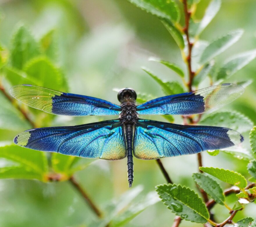チョウトンボの写真