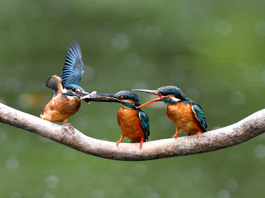 カワセミの写真