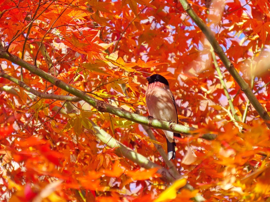 もみじとウソの写真