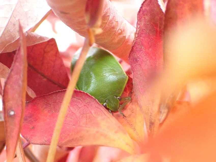 ツヤアオカメムシ