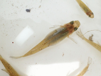 採取されたカダヤシの写真