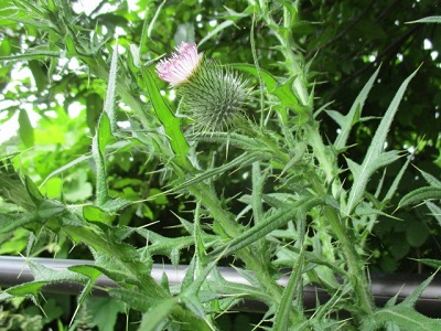 アメリカオニアザミ(1)