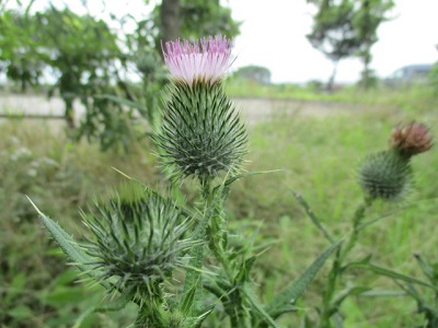 アメリカオニアザミ(2)