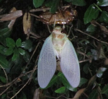 羽化したてのセミの画像