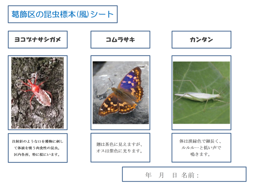 昆虫標本風シート