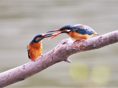 カワセミ求愛給仕