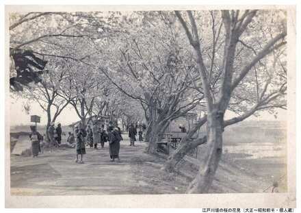 江戸川堤の桜の花見