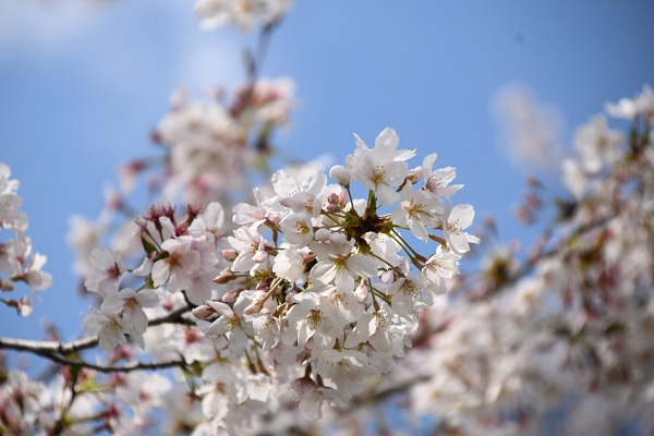 桜