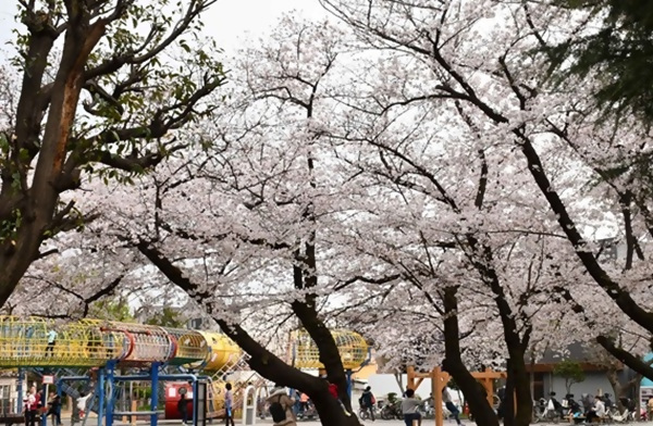 上千葉砂原公園の桜