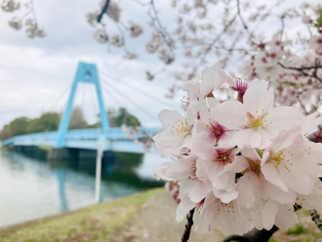 水元大橋と桜の写真