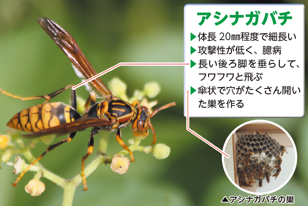 アシナガ（写真）