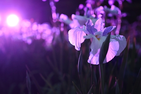 堀切菖蒲園ライトアップの写真