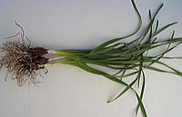 スイセン（有毒）の写真