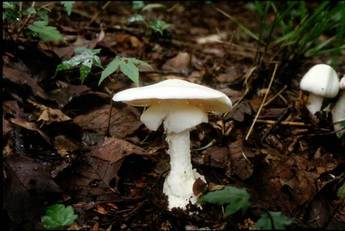 ドクツルタケ（猛毒）の写真