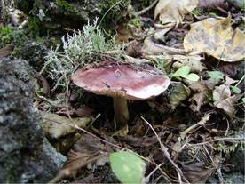 カキシメジの写真