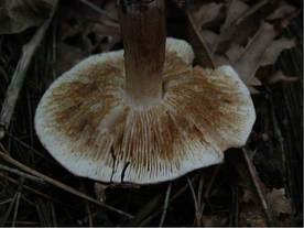 カキシメジのひだの写真