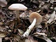 クサウラベニタケの写真