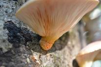 つきよたけのつばの写真