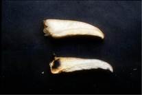 つきよたけのえの写真