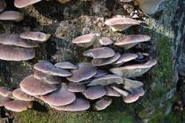 ツキヨタケの写真