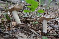 うらべにほていしめじの写真