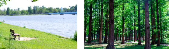 水辺の風景とメタセコイアの森