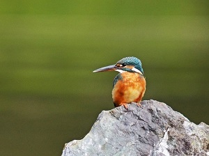 カワセミの写真