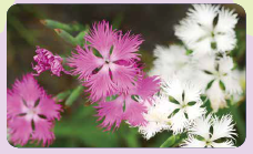 カワラナデシコの写真