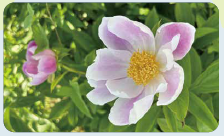 シャクヤクの写真