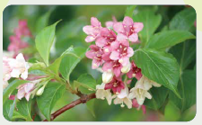 ハコネウツギの写真