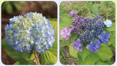 アジサイの写真