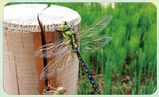 クロスジギンヤンマの写真