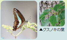 アオスジアゲハの写真