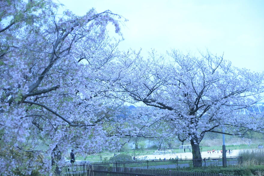 柴又公園の桜