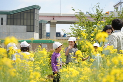 菜の花摘みイベントの写真