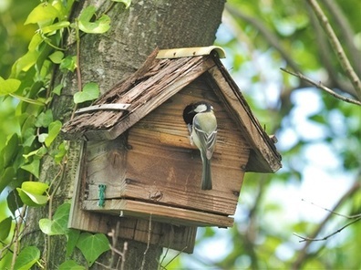 シジュウカラの子育ての様子