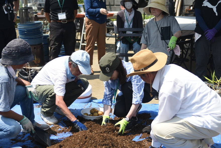 土嚢（どのう）袋を使ったジャガイモ作り